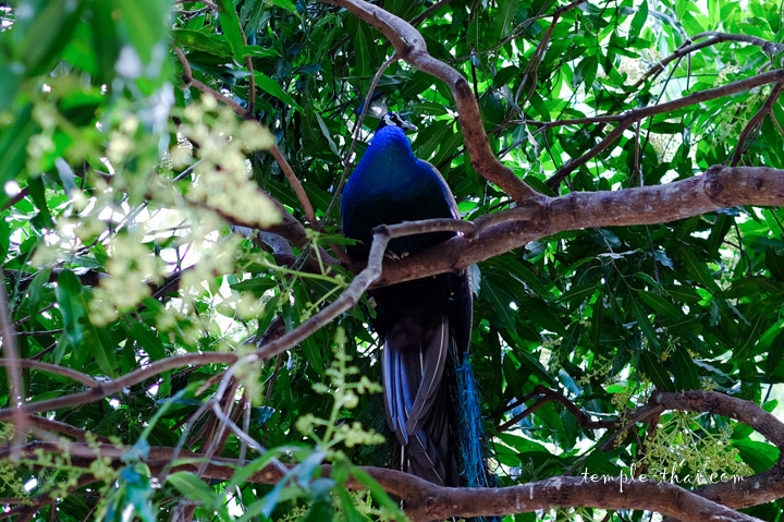 Paon Thaïlande