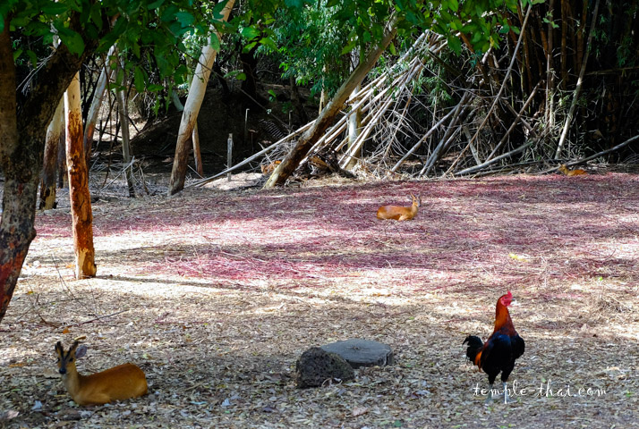 cervidés Thaïlande